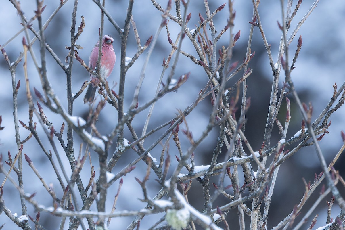 Chinese White-browed Rosefinch - ML644839609