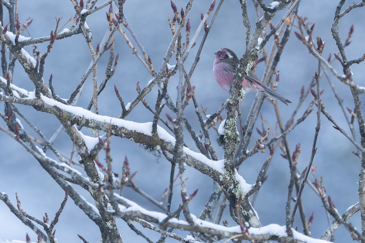 Chinese White-browed Rosefinch - ML644839611