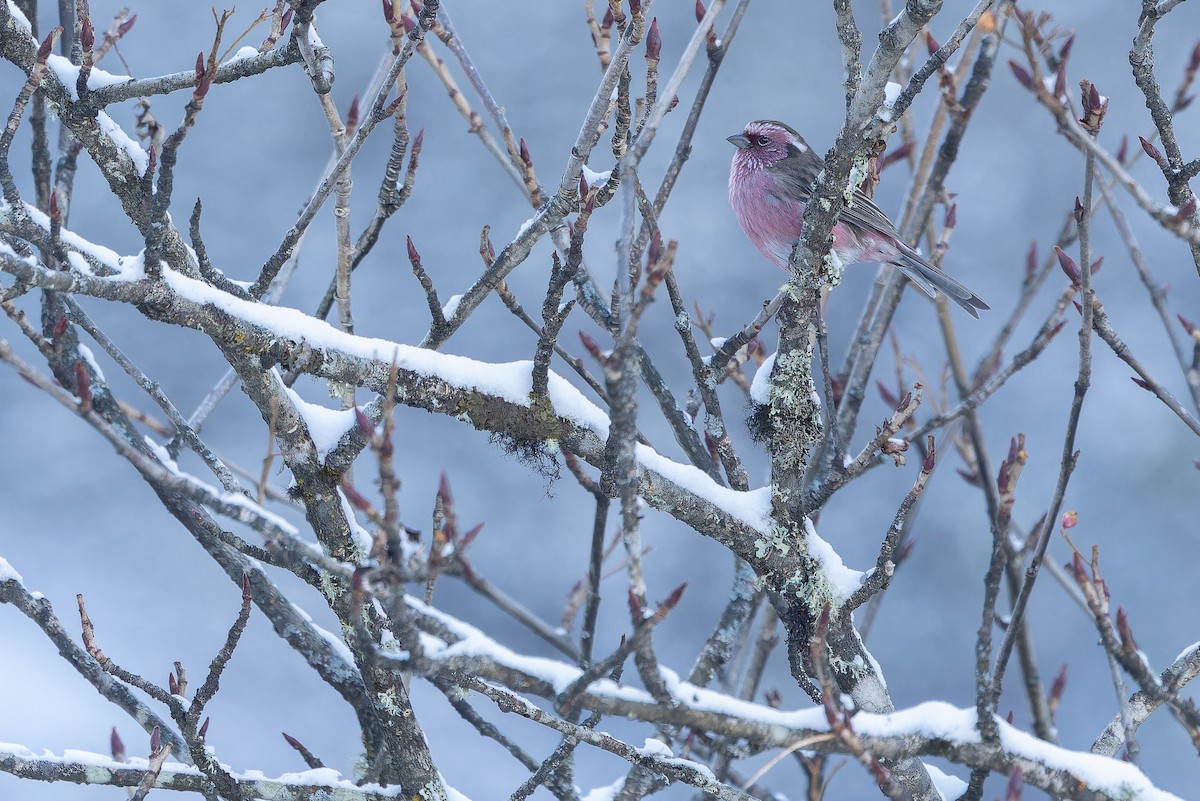Chinese White-browed Rosefinch - ML644839612