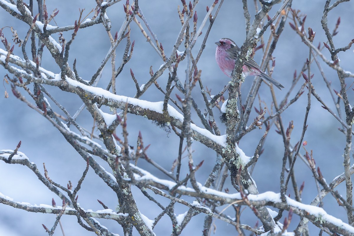 Chinese White-browed Rosefinch - ML644839614