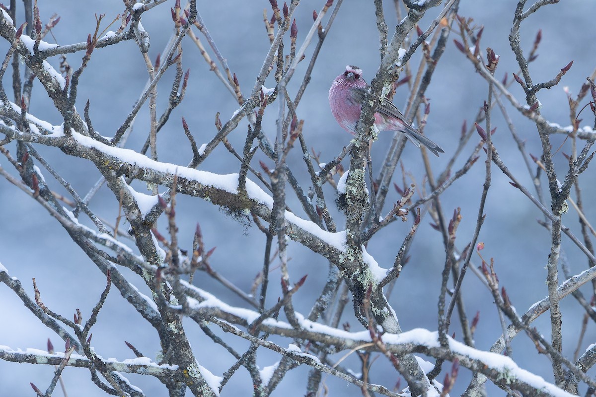 Chinese White-browed Rosefinch - ML644839615