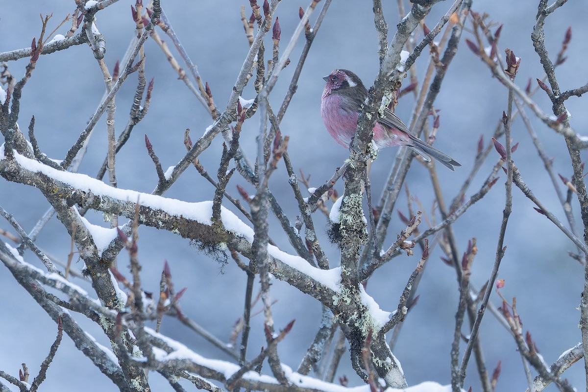 Chinese White-browed Rosefinch - ML644839616
