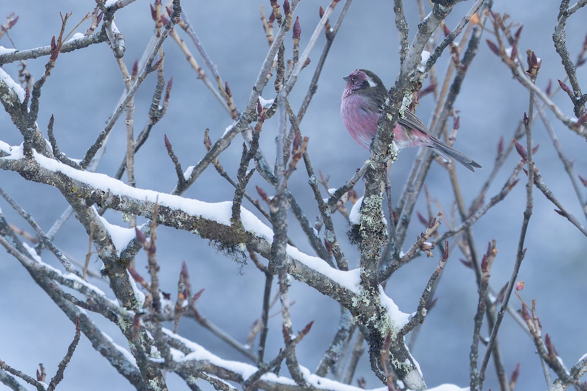 Chinese White-browed Rosefinch - ML644839617