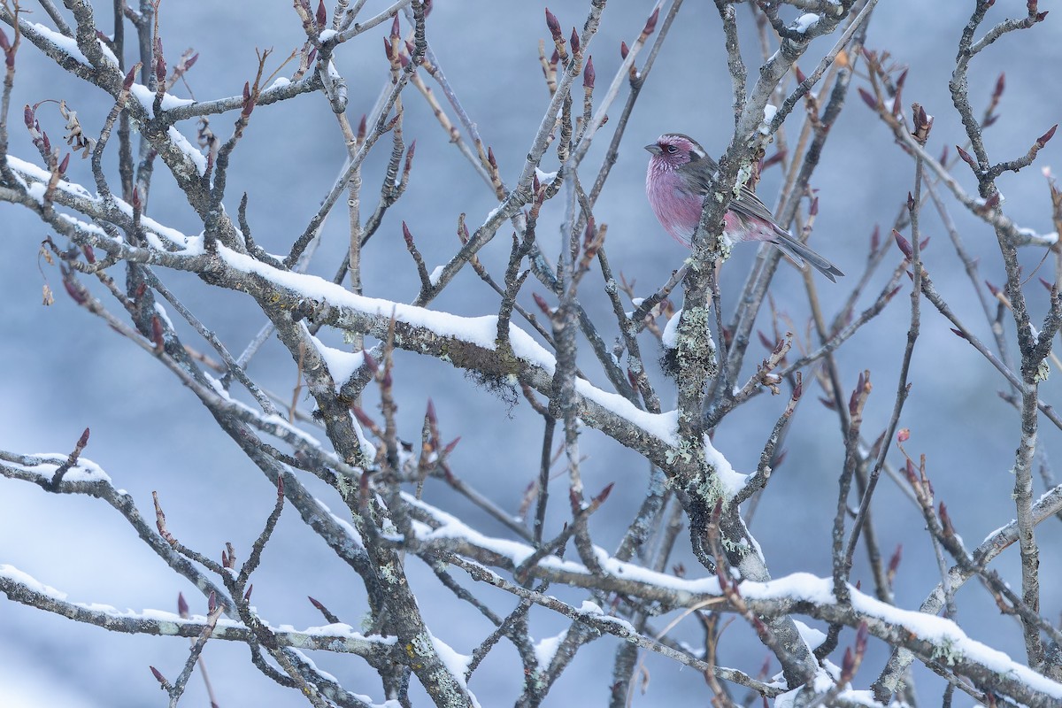 Chinese White-browed Rosefinch - ML644839618