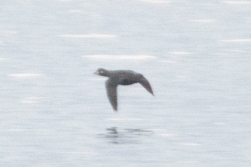 Harlequin Duck - ML644839619