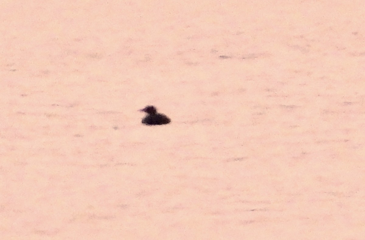 turpan žlutozobý - ML644839637