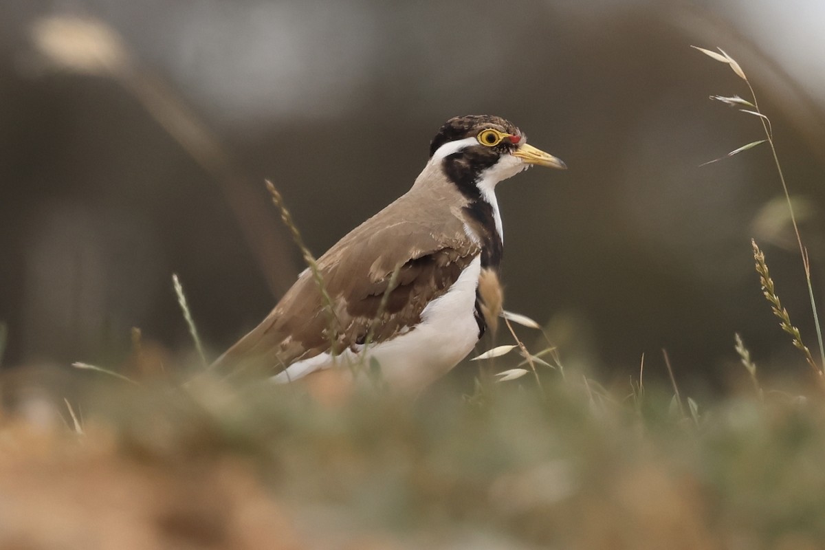 Banded Lapwing - ML644839644
