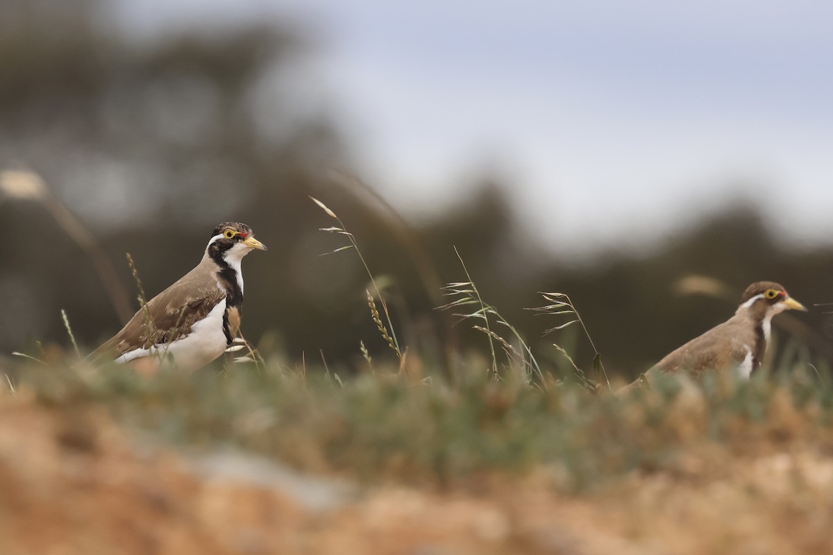 Banded Lapwing - ML644839645