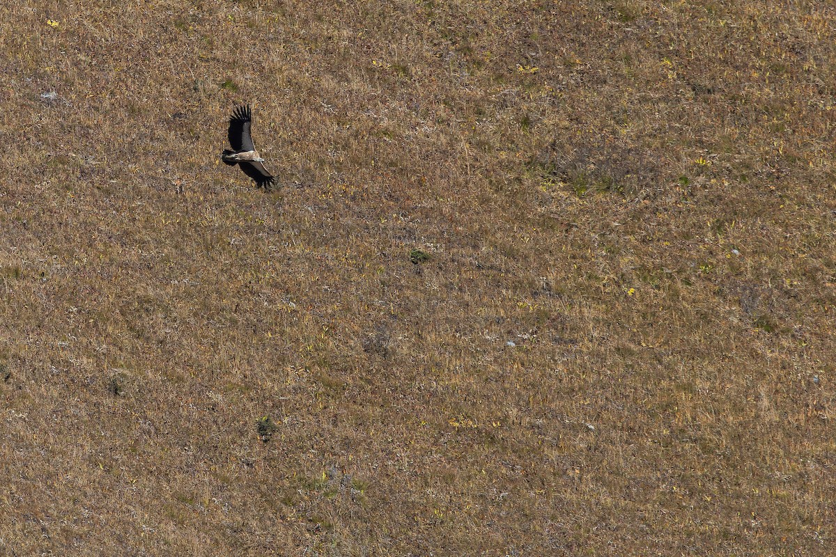 Schneegeier - ML644839650