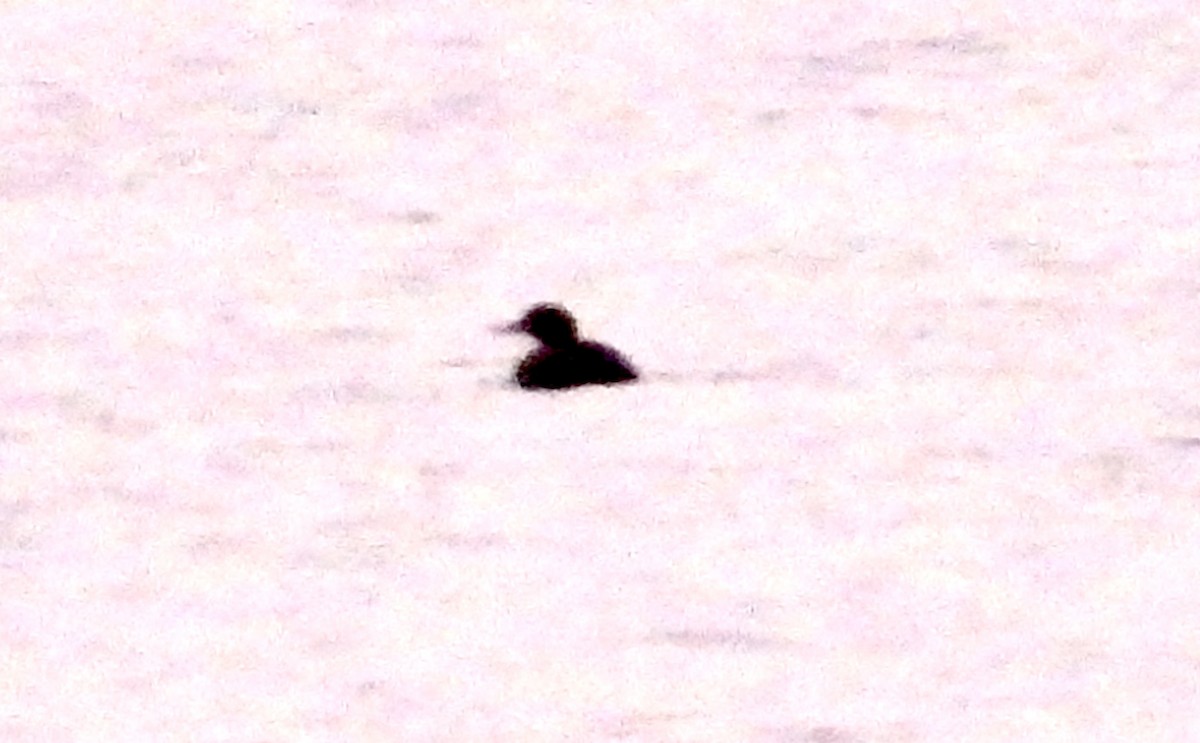 turpan žlutozobý - ML644839658