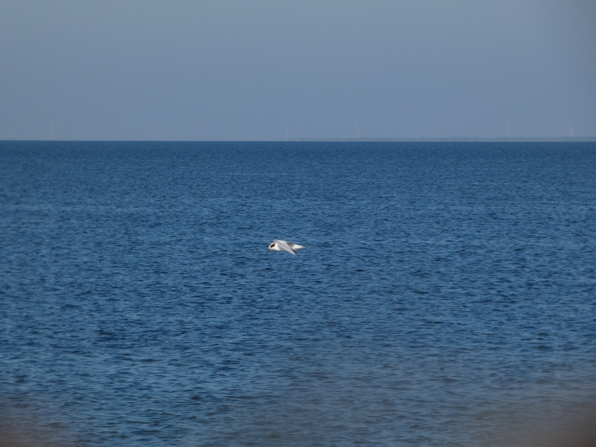 Forster's Tern - ML644839669