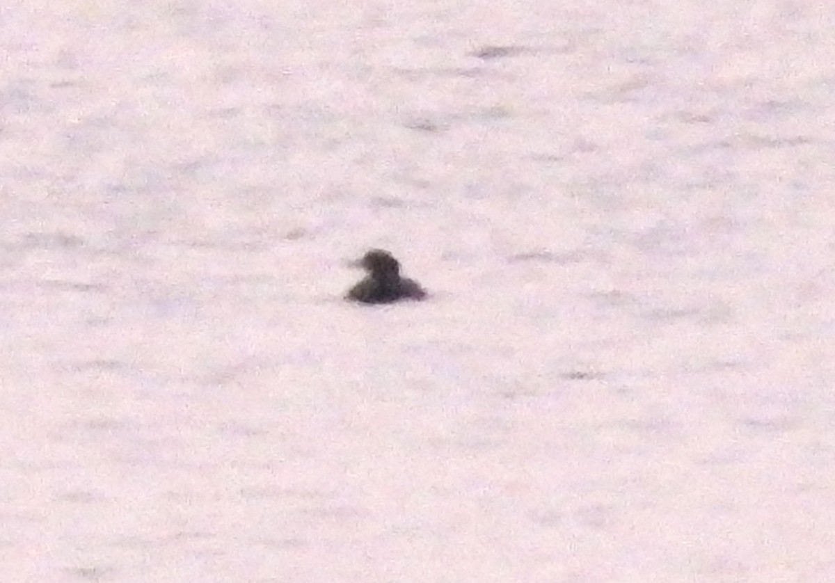 turpan žlutozobý - ML644839670