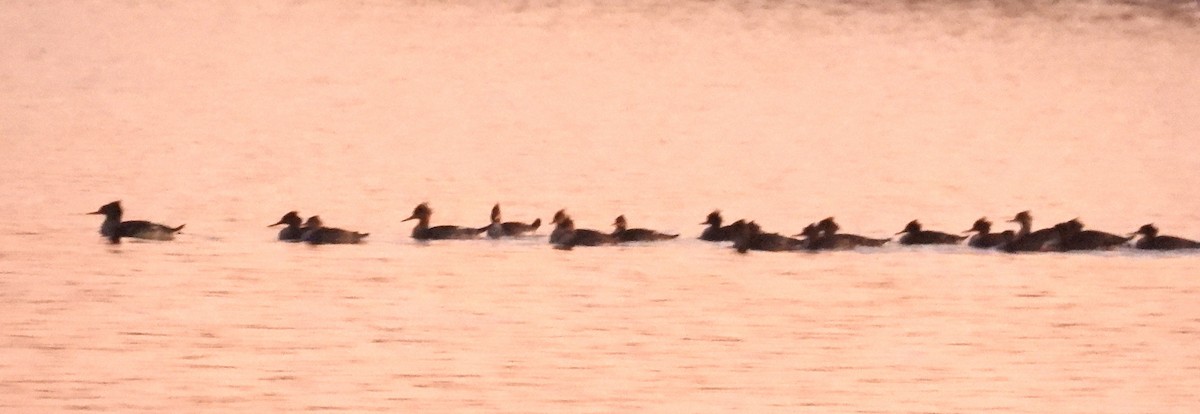 Red-breasted Merganser - ML644839701