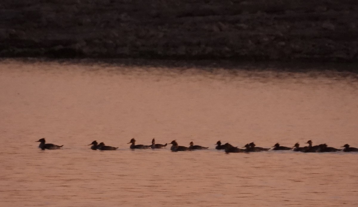 Red-breasted Merganser - ML644839709