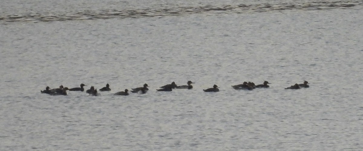 Red-breasted Merganser - ML644839782