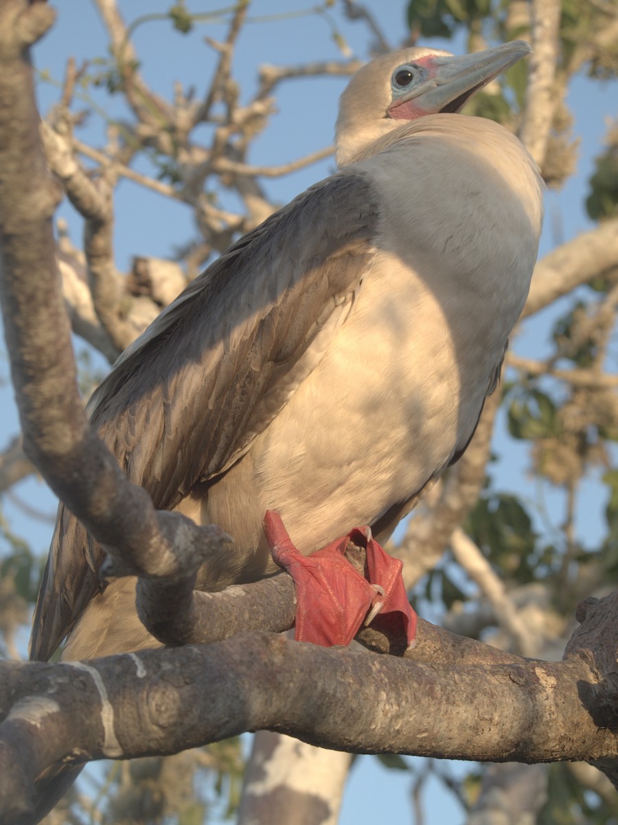 Red-footed Booby (Eastern Pacific) - ML644839783