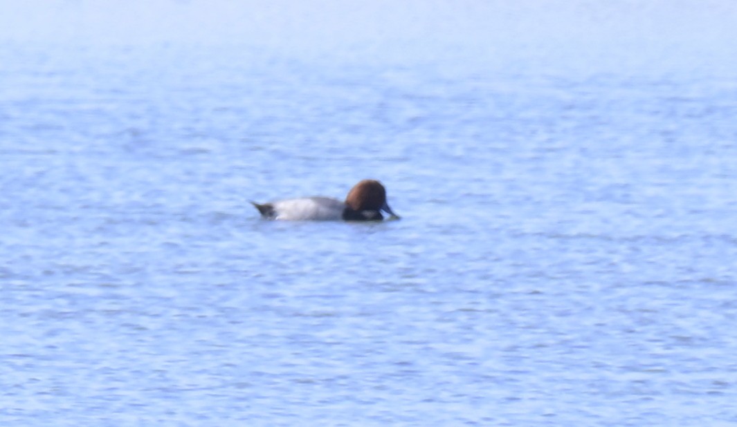 Redhead - ML644839794