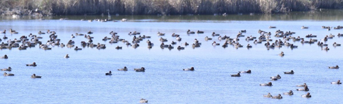 Redhead - ML644839795