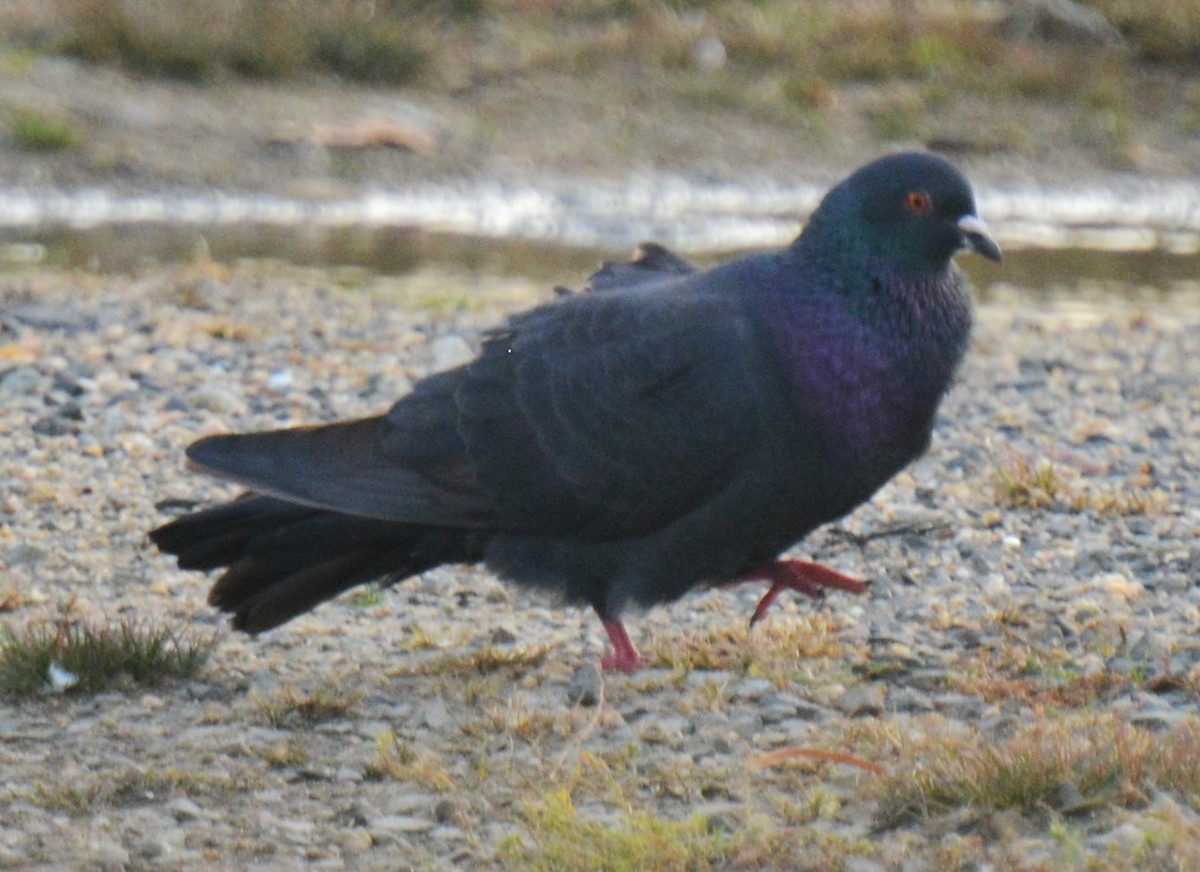 Rock Pigeon (Feral Pigeon) - ML644839797