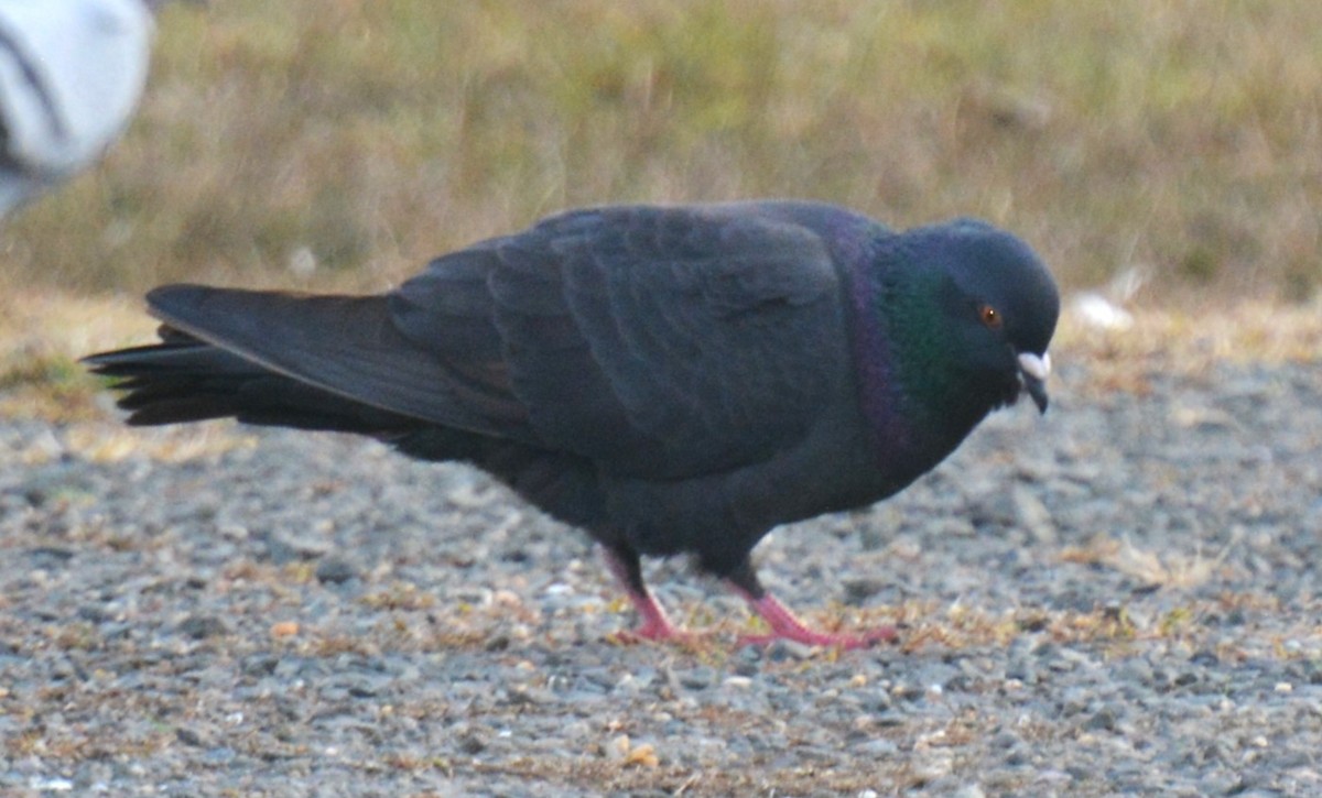 Rock Pigeon (Feral Pigeon) - ML644839800