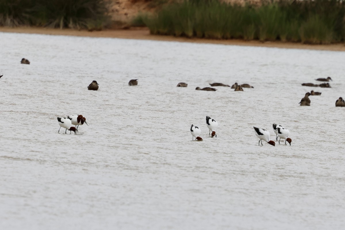 Red-necked Avocet - ML644839802