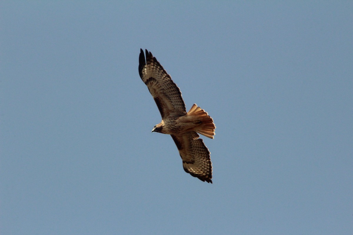 Red-tailed Hawk - ML644839810