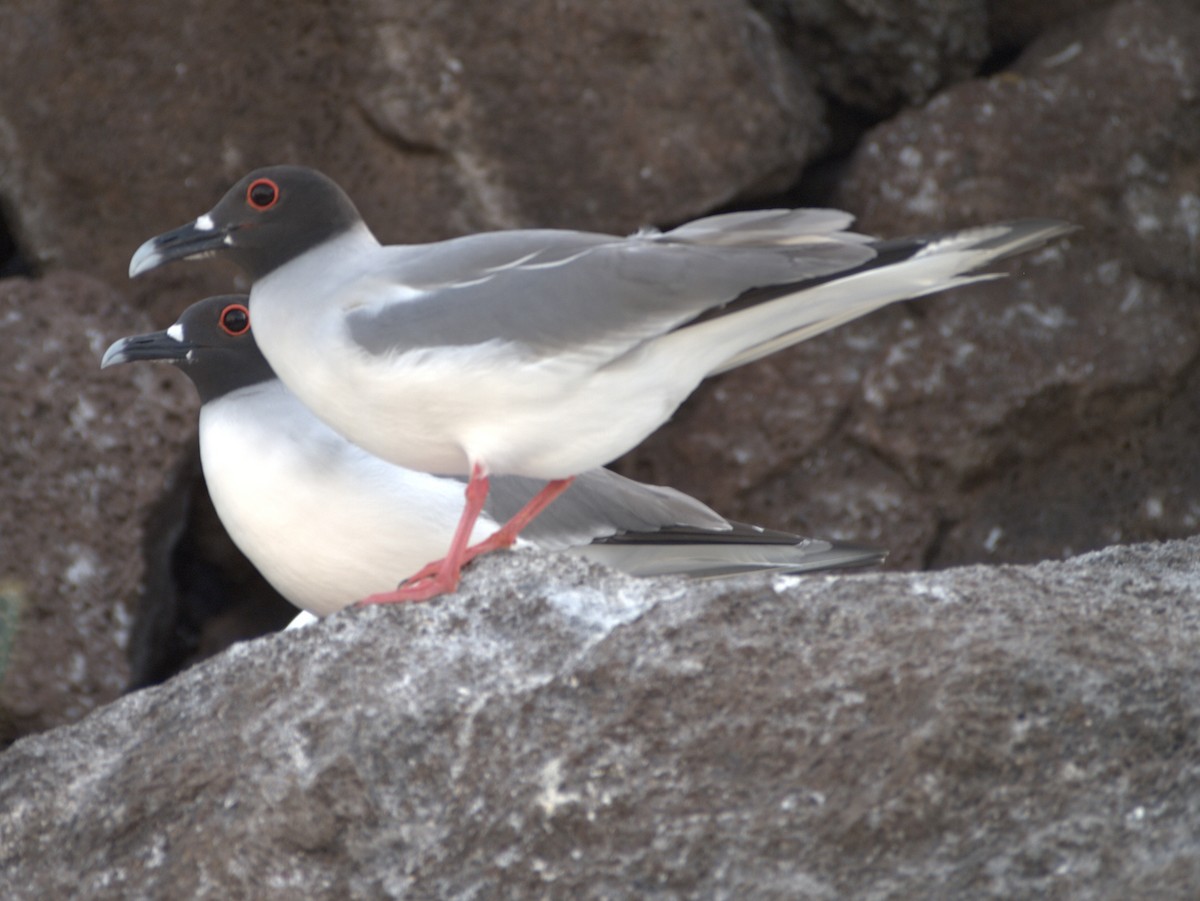 Swallow-tailed Gull - ML644839811