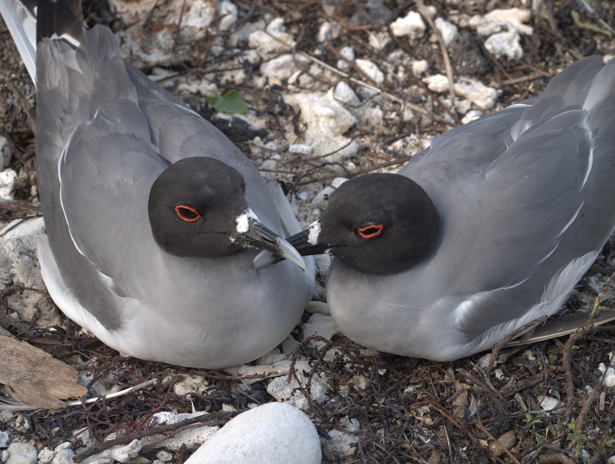 Swallow-tailed Gull - ML644839818