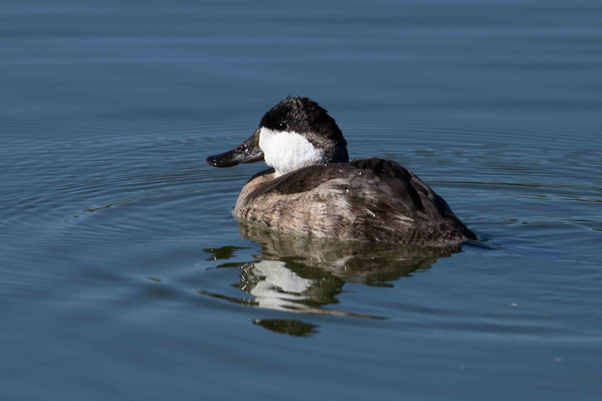 Американская савка - ML644839820