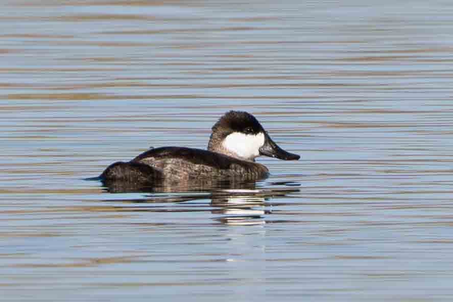 Американская савка - ML644839821