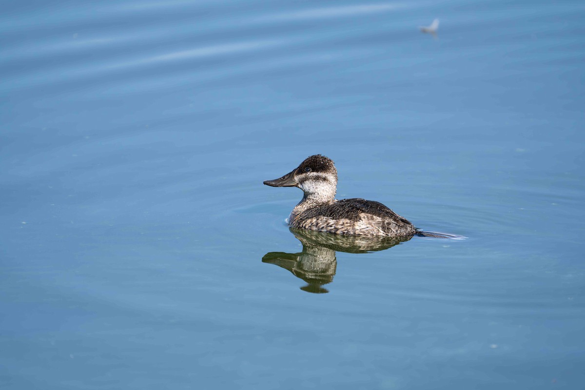 Американская савка - ML644839822