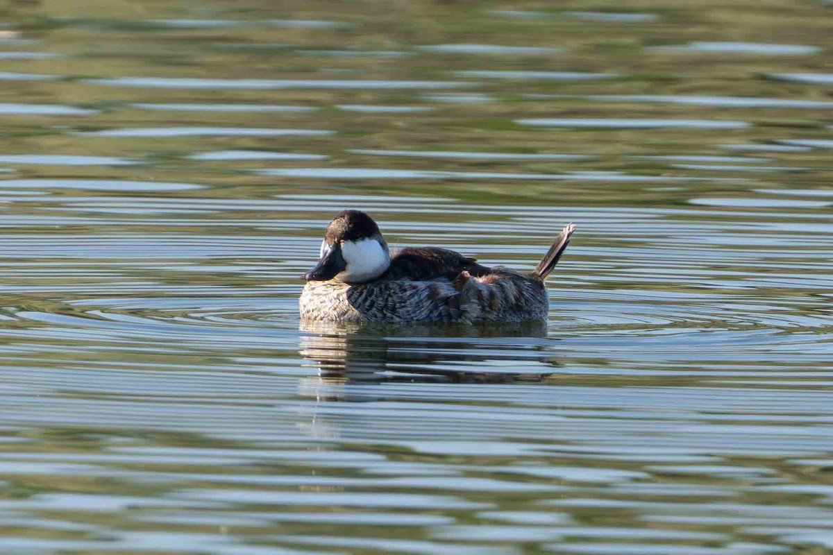 Американская савка - ML644839823