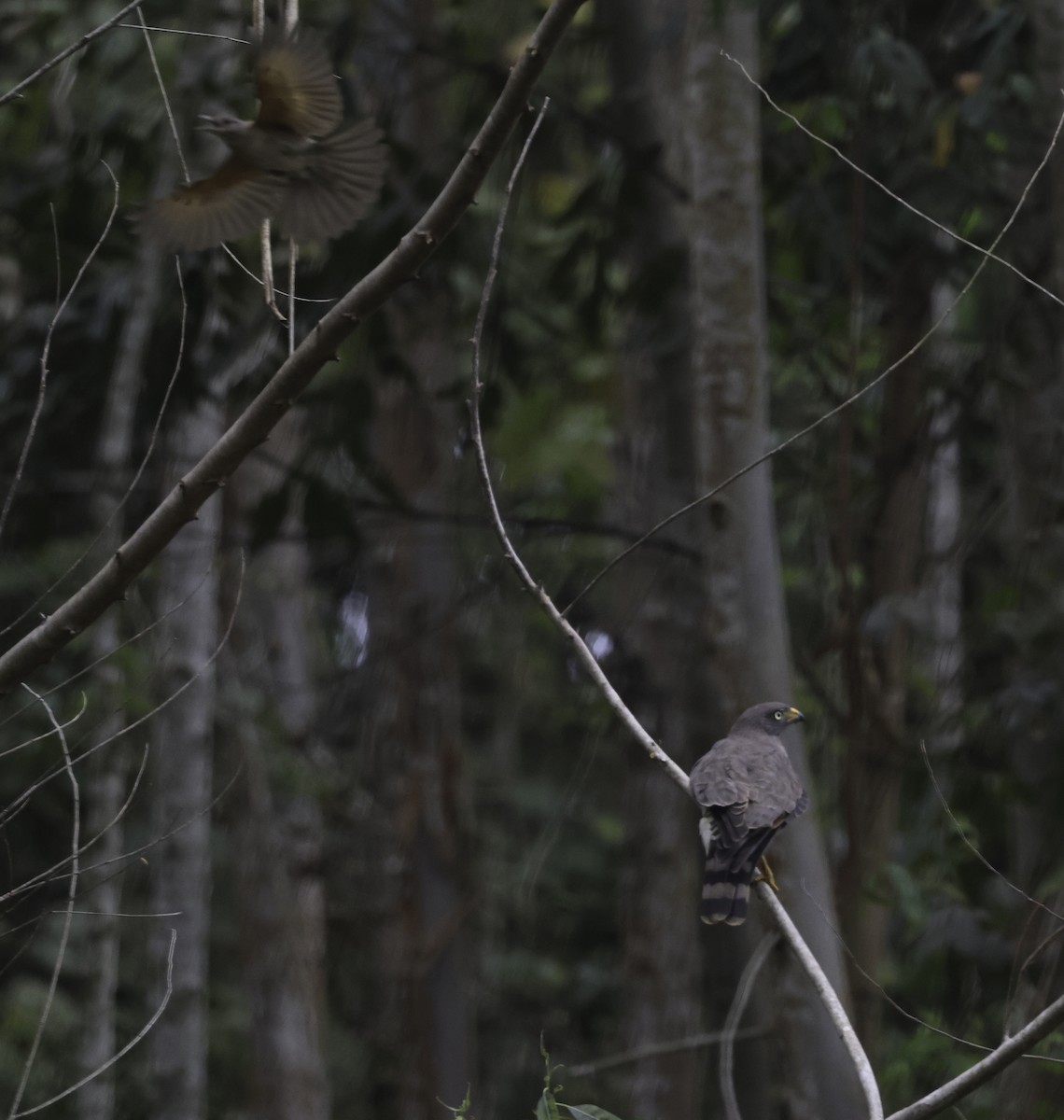 Roadside Hawk - ML644839845