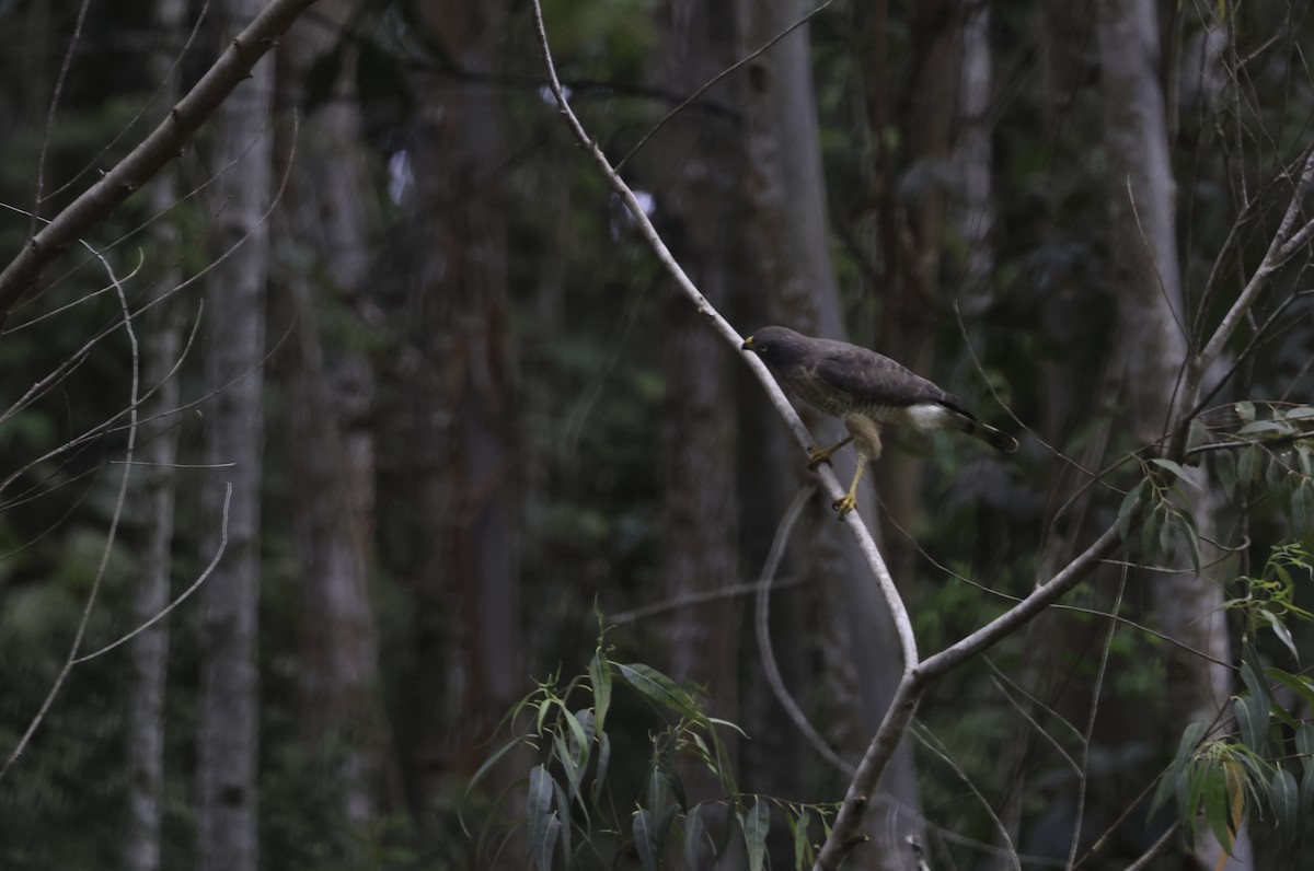 Roadside Hawk - ML644839848