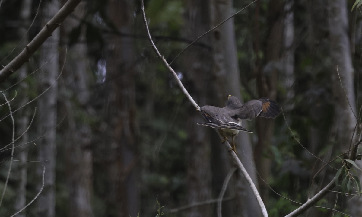 Roadside Hawk - ML644839852