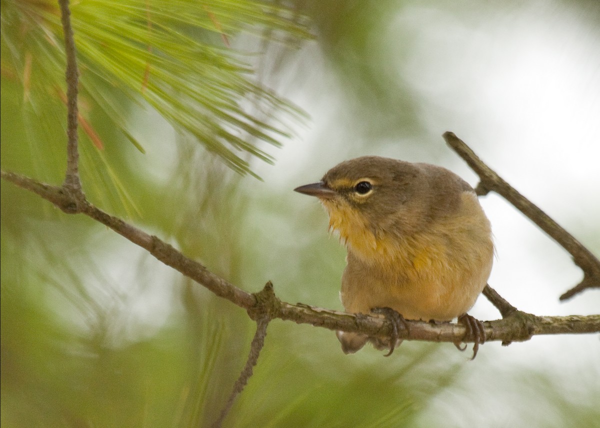 Pine Warbler - ML644839859