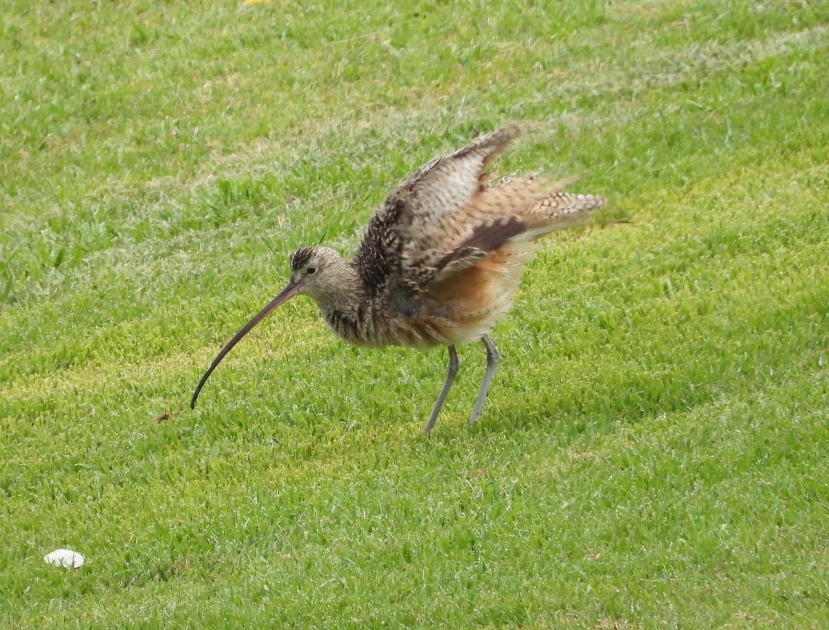 Long-billed Curlew - ML644839865