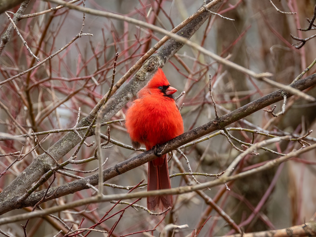 Rotkardinal [cardinalis-Gruppe] - ML644839879