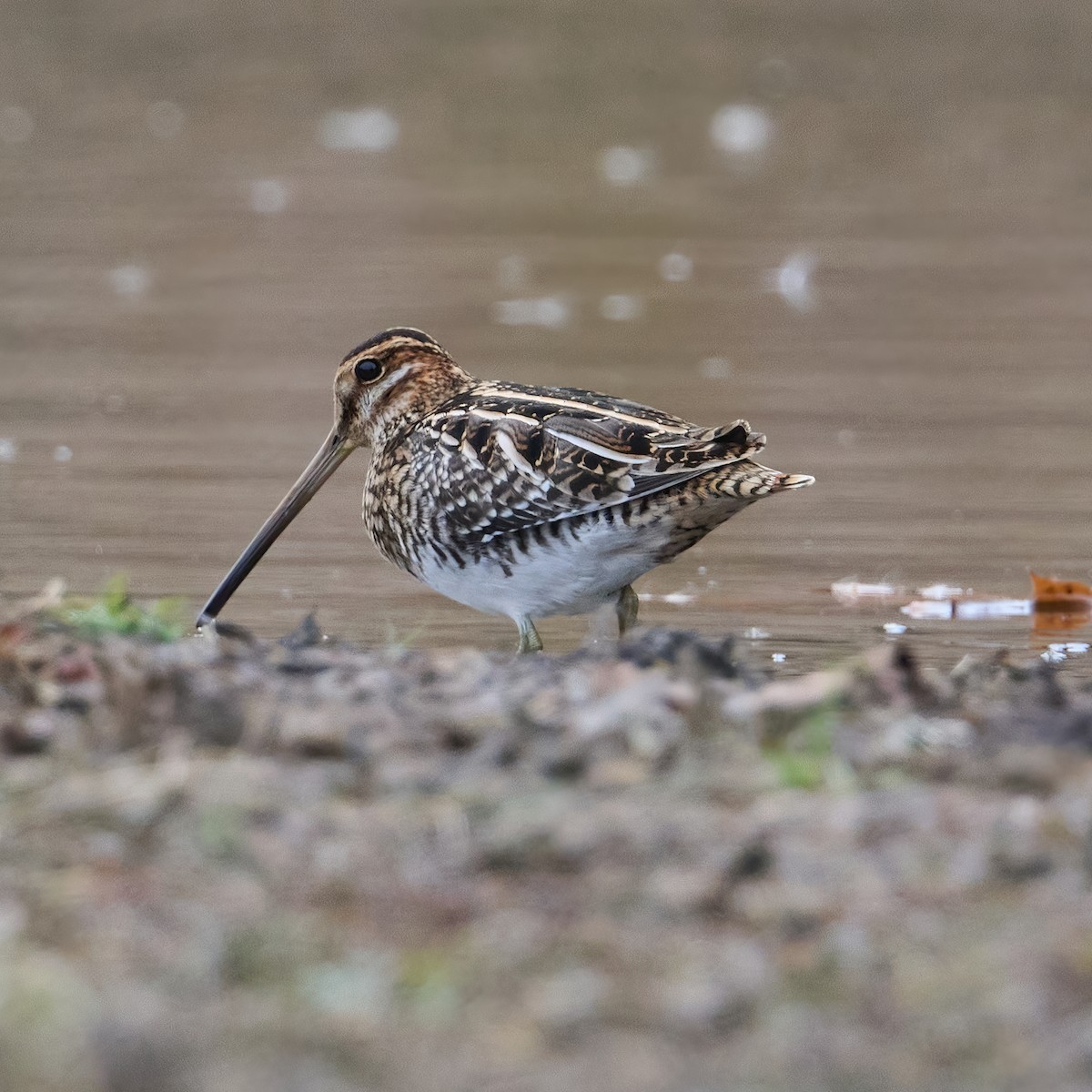 Wilson's Snipe - ML644839883