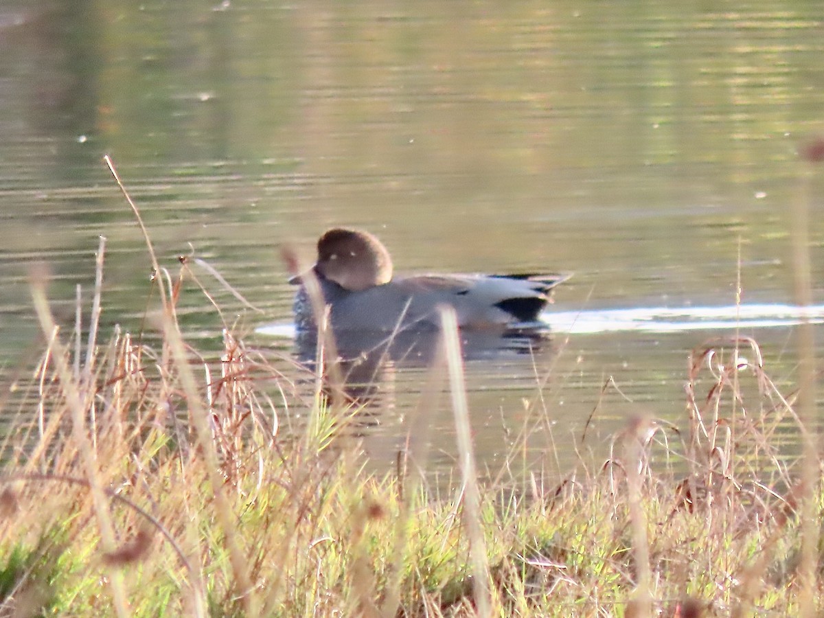 Gadwall - ML644839895
