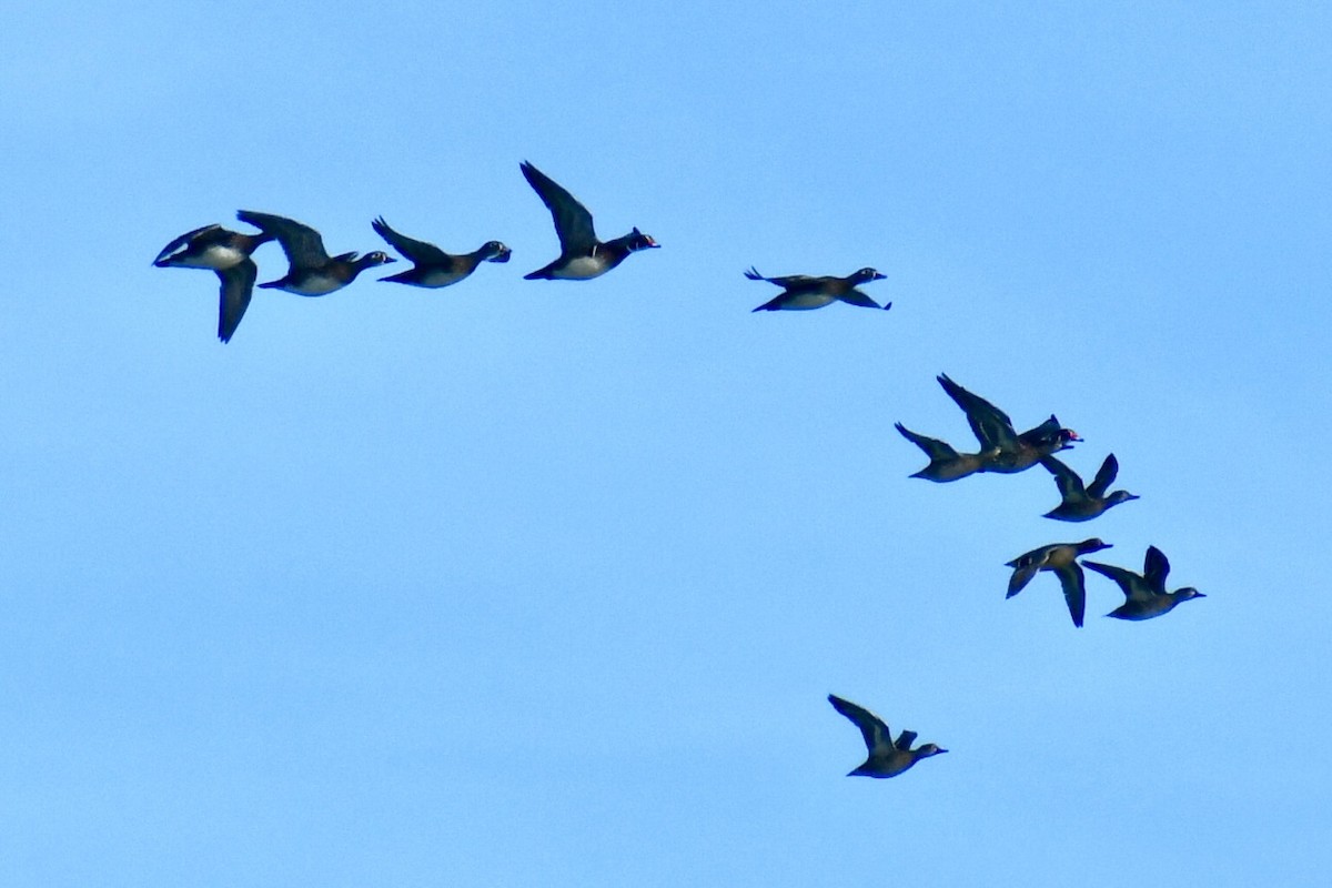 kachnička karolínská - ML644839925