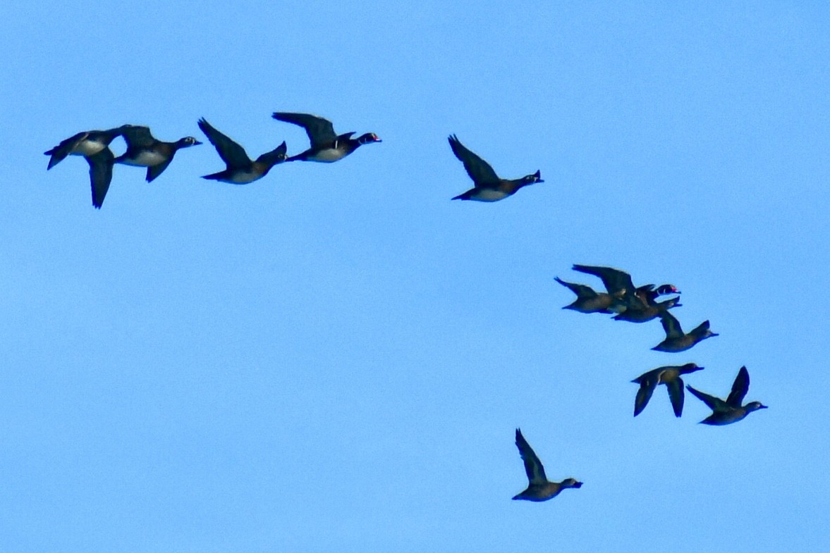 kachnička karolínská - ML644839926