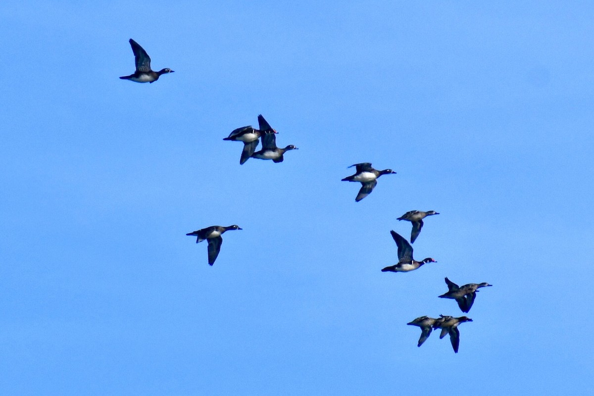 kachnička karolínská - ML644839927