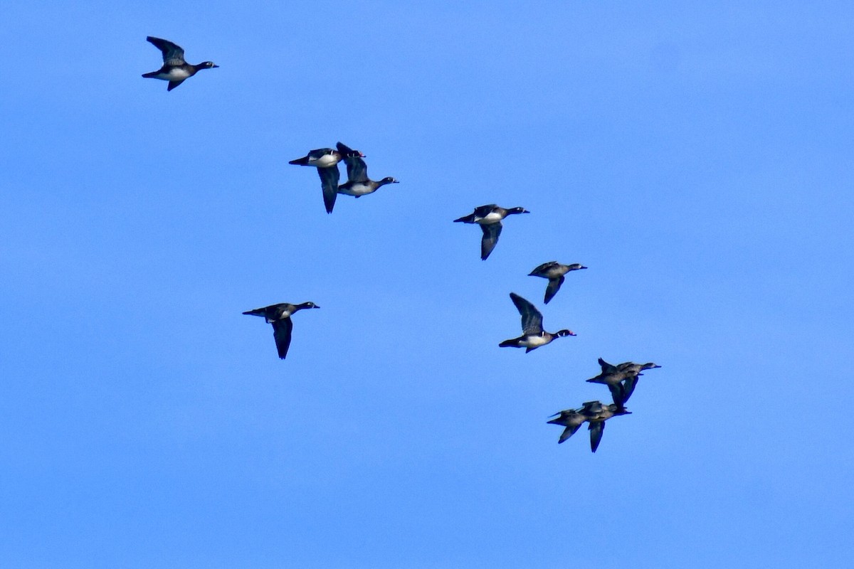 kachnička karolínská - ML644839928