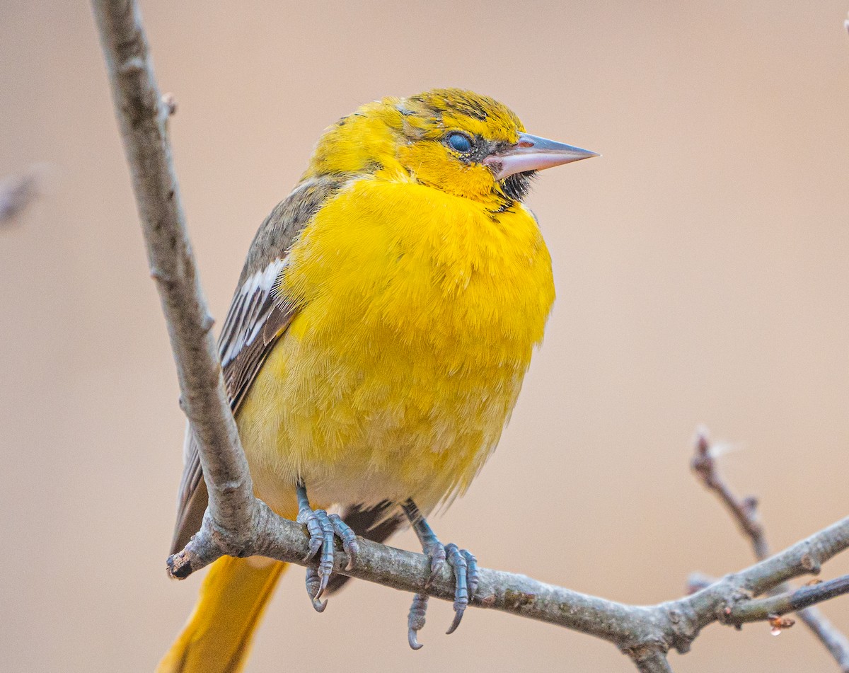 Bullock's Oriole - ML644839942
