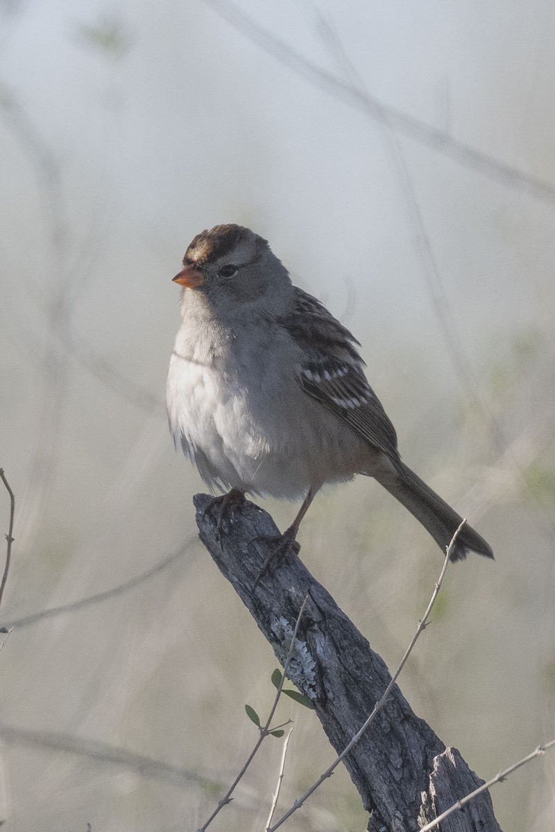 Bruant à couronne blanche - ML644839950