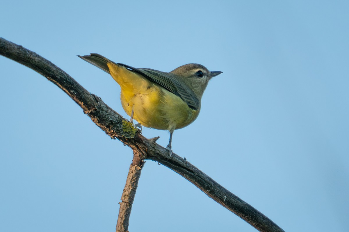 Vireo de Filadelfia - ML644839954
