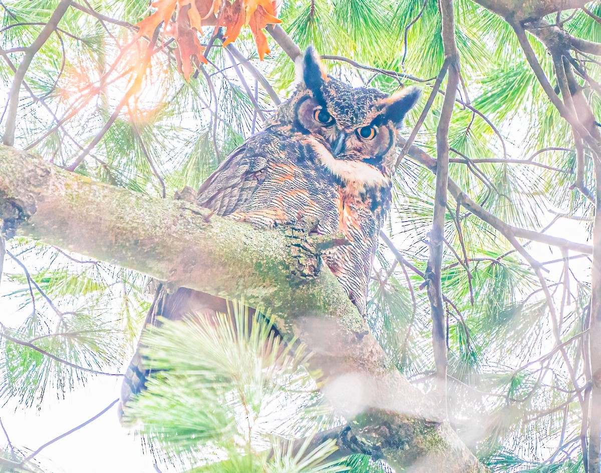 Great Horned Owl - ML644839955