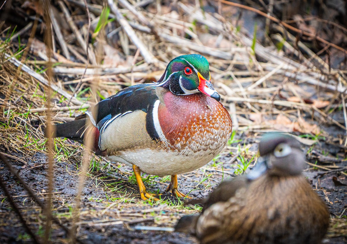 kachnička karolínská - ML644839960