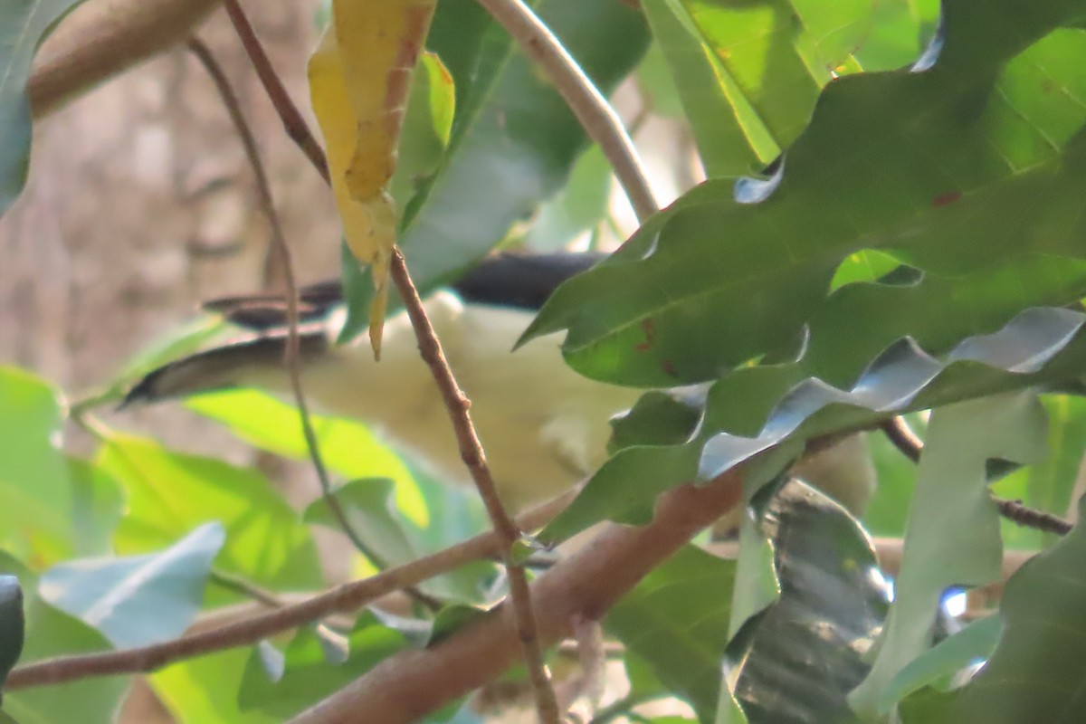 White-headed Vanga - ML644839978